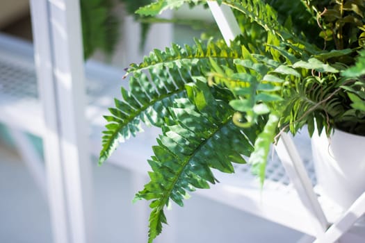 A closeup of a fern, a terrestrial plant, on a white shelf. This houseplant adds a touch of nature to urban design, showcasing its delicate twig and intricate foliage