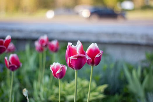 A closeup shot capturing the beauty of a pink and white tulip blooming in a garden, adding a burst of color to the natural landscape