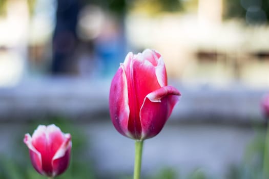A closeup shot capturing the beauty of a pink and white tulip blooming in a garden, adding a burst of color to the natural landscape
