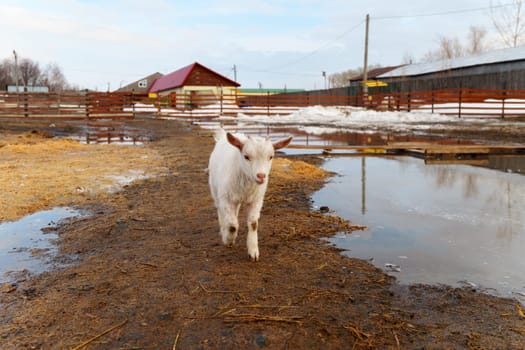 Young baby goat is seen standing next to a mature adult goat in a farm.