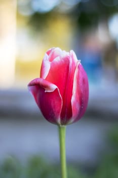 A closeup shot capturing the beauty of a pink and white tulip blooming in a garden, adding a burst of color to the natural landscape