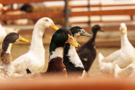 Ducks are gracefully standing side by side, showing off their vibrant feathers and tranquil demeanor on farm