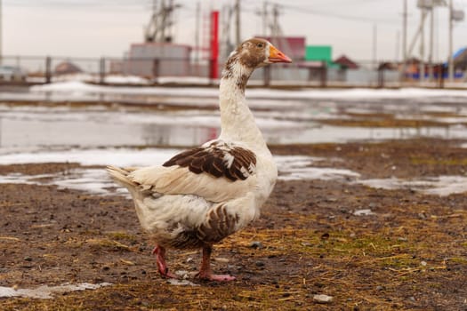 Geese standing in a row next to each other on a farm. Selective focus