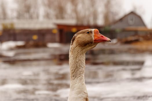 Geese standing proudly on top of a muddy field in a rural farm setting.