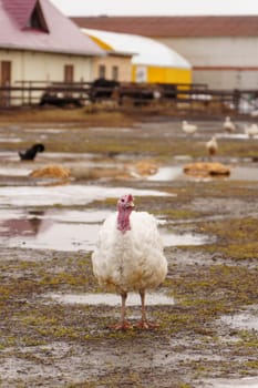 Turkey farm, turkey close-up, turkey rearing concept. Selective focus. Vertical photo