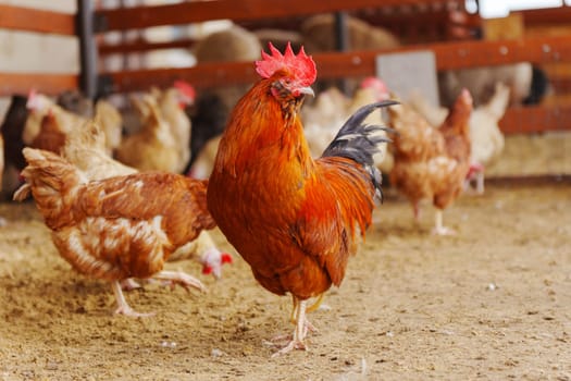 Chickens are seen standing on top of a dirt ground, pecking and scratching at the surface.