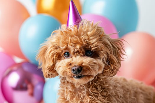 A small dog wearing a pink party hat is sitting in front of a bunch of colorful balloons. The balloons are scattered around the dog, creating a festive and playful atmosphere