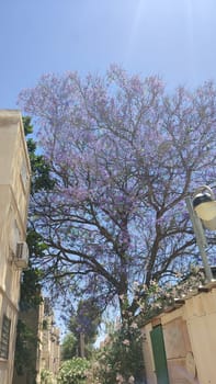 tree with purple flowers, bush nature spring, plant flora. High quality photo