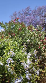 tree with purple flowers, bush nature spring, plant flora. High quality photo