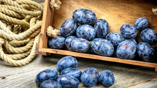 Ripe blue plums in a wooden crate in a rustic composition.