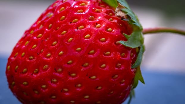 Close up of fresh strawberry showing seeds achenes. Details of a fresh ripe red strawberry.