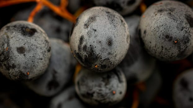 Close up of ripe grapes, background of grapes.