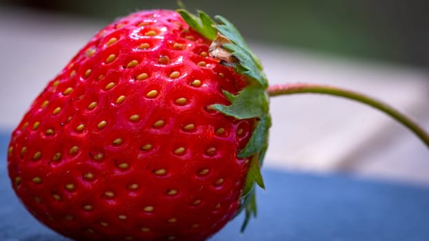 Close up of fresh strawberry showing seeds achenes. Details of a fresh ripe red strawberry.