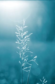 Blooming grass green stem closeup on blurry background with sunny beams of shining sun. Sunny summer day. Natural background Nature backdrop. Blue color