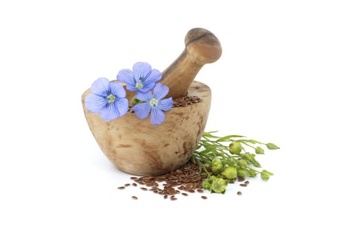 Vibrant blue flax flower is sitting on wooden mortar filled with small brown linseed near flax fruit round capsules isolated on white background