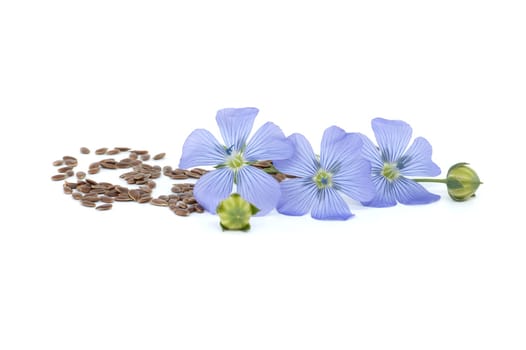 Blue flax blossom and heap of seeds in close up isolated on white background