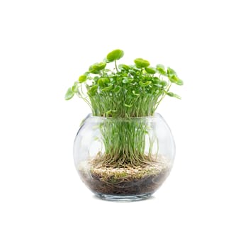 Plants isolated on transparent background