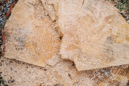 Sawdust on the stump of a felled pine with annual rings. High quality photo