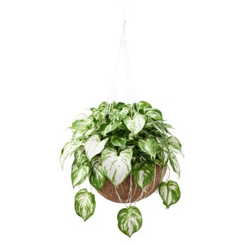 Plants isolated on transparent background