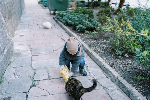 Little girl pours food from a box to a cat squatting near a stone house. High quality photo