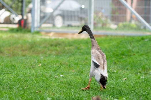 Indian duck in the green grass, Lithuania, Kaunas. High quality photo