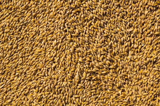 Wheat grains as agricultural background. Wheat grains texture.