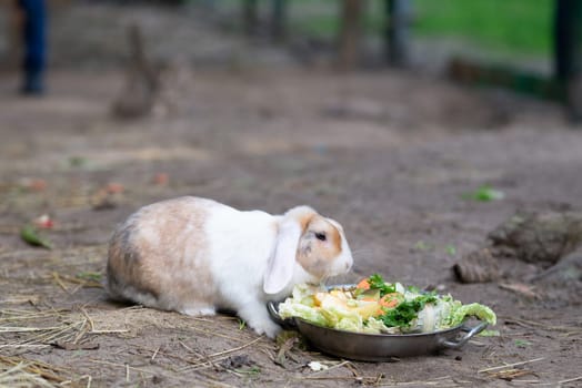 Adorable brown rabbit feeding in farm. Lovely bunny eating vegetables. . High quality photo