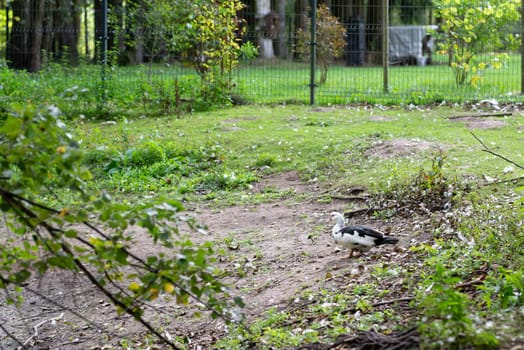 Duck on the background of fallen leaves and green grass. High quality photo