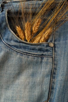 ripe ears of wheat sticking out of the pocket of blue jeans