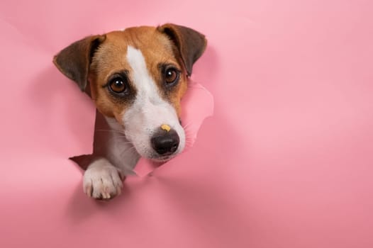 Funny dog jack russell terrier tore pink paper background