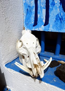 Asinara, Italy. August 11, 2021. A boar skull on a window of the prison museum on the island hill.