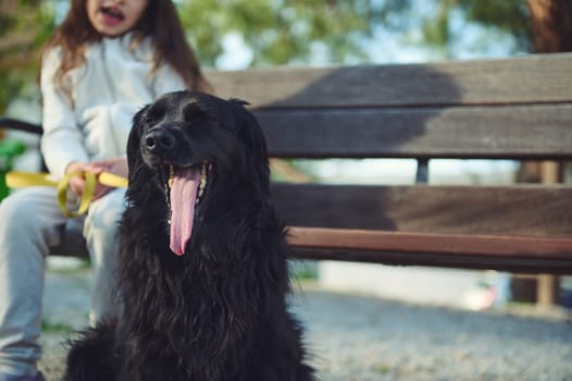 Portrait of a black purebred cocker spaniel dog being walked by a little child girl, sitting on a bench on the blurred background. Pets and animals concept. People. Lifestyle.