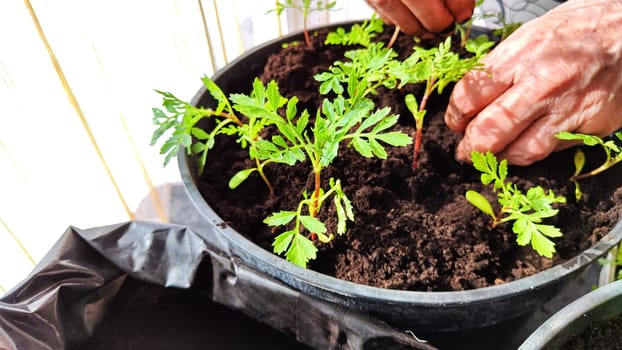 Planting marigold flowers in a pot. Reproduction of plants in spring. Young flower shoots and greenery for the garden. The hands of elderly woman, bucket of earth, green bushes and twigs with leaves