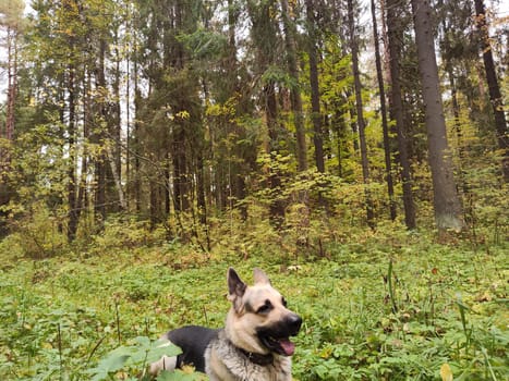 Dog German Shepherd in the green forest in summer, spring or autumn season. Big Russian eastern European dog veo walk on nature landscape