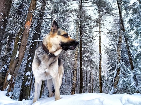 Dog German Shepherd in forest or in park in a winter day and white snow arround. Waiting eastern European dog veo and white snow