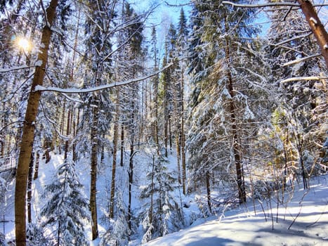 Winter Panorama in Snowy Forest With Sun Flare. Sunlight pierces through snow-laden trees in a tranquil forest