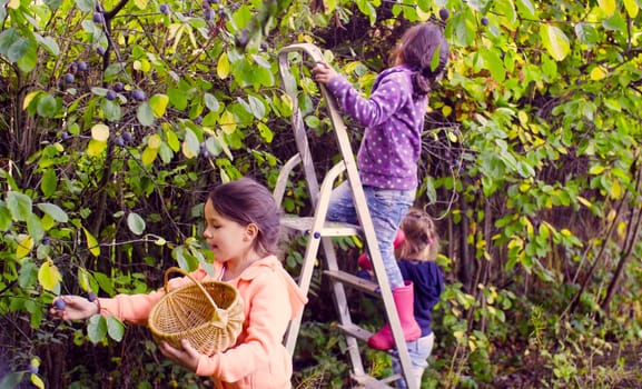 Two girls collecting plums. One standing on the ground, another standing on a ladder.