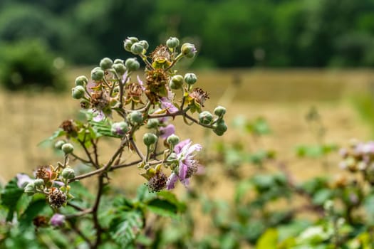 Buds and flowers of wild blackberries, Rubus fruticosus.