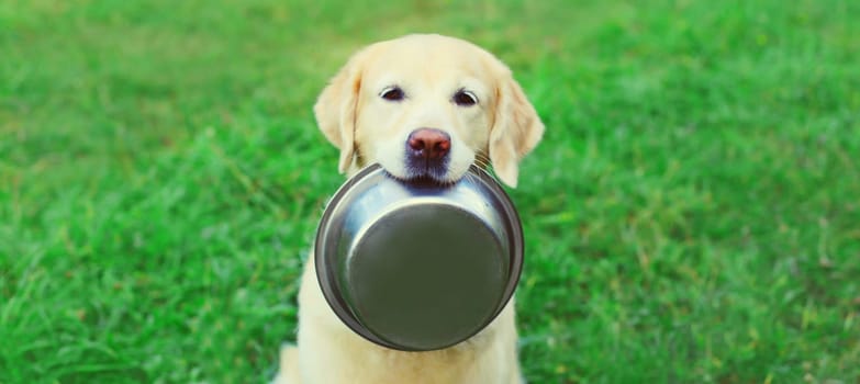 Golden Retriever dog holds empty bowl in teeth asking for food outdoors in summer park