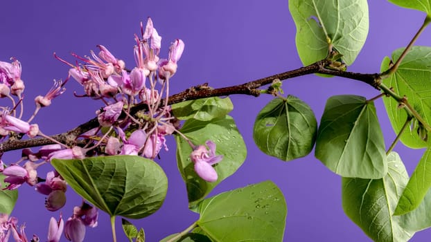Beautiful Blooming pink flowers of cercis siliquastrum or Judas tree on a purple background. Flower head close-up.