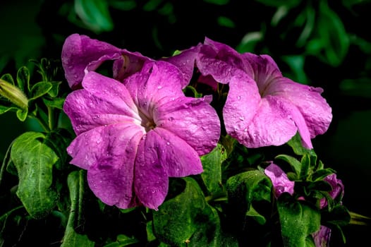Beautiful Blooming violet Petunia Prism Lavender flowers on a green leaves background. Flower head close-up.