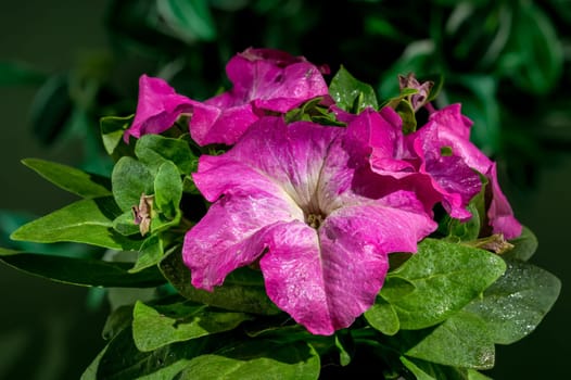 Beautiful Blooming pink Petunia Prism Raspberry Sunday flowers on a green leaves background. Flower head close-up.