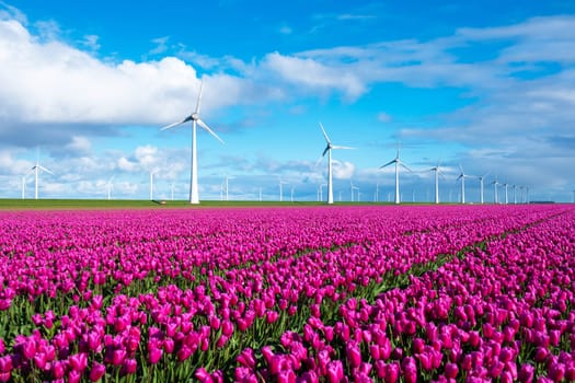 A picturesque scene of vibrant purple tulips swaying in the wind, with towering windmills in the peaceful Dutch countryside.