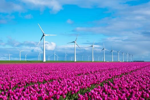 A serene scene unfolds as purple tulips sway gracefully in a vast field, with majestic windmills towering in the background. windmill turbines in Spring