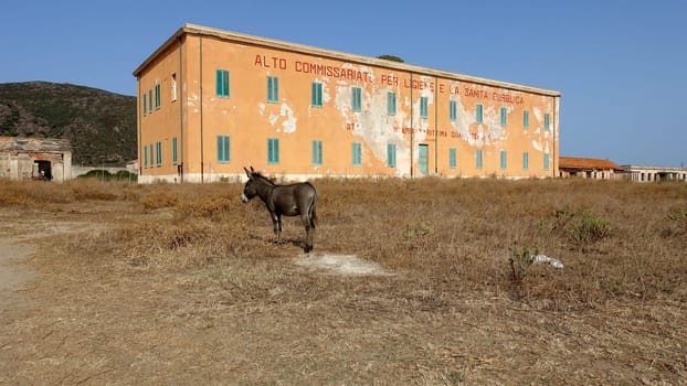 Asinara, Italy. August 13, 2021. A wild donkey walks calmly in front of an old prison museum building on the island.