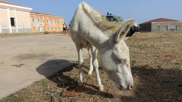 Asinara, Italy. August 13, 2021. A albino donkey grazes peacefully among the ruins of the prison museum buildings on the island.