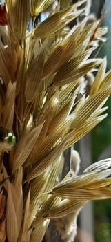 Dried spikelets of a grain plant.
Oats are unpretentious and frost-resistant.