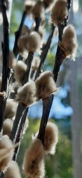 Fleecy gray buds are scattered along the entire length of the branches. Willow in flowering period.