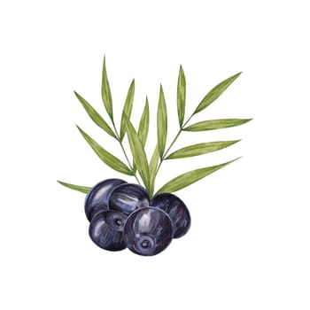 Acai berry superfood on palm branches with leaves. Exotic purple tropical berries Brazilian tree. Watercolor illustration for printing, granola, smoothie, food packaging, supplements, label, cosmetics