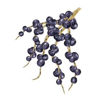 Acai berries superfood, ripe fresh on the palm branch. Exotic purple tropical berries on palm twigs. Watercolor illustration for printing, packaging, cosmetics, granola, smoothie, supplements, labels